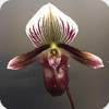 Paph. barbatum var. nigritum